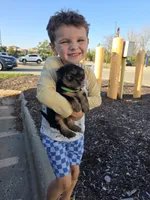 Gus, a male Yorkshire Terrier for sale in Lake Geneva, WI – 4 of 6