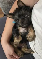 Lola, a female Yorkshire Terrier for sale in Lake Geneva, WI – 4 of 8