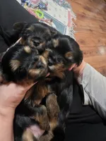 Lady, a female Yorkshire Terrier for sale in Lake Geneva, WI – 5 of 7