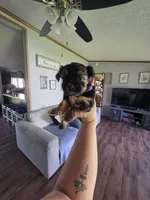 Evie , a female Yorkshire Terrier for sale in Lake Geneva, WI – 4 of 7