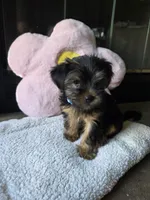 Lola, a female Yorkshire Terrier for sale in Lake Geneva, WI – 3 of 8