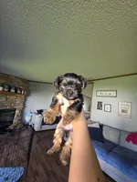 Lola, a female Yorkshire Terrier for sale in Lake Geneva, WI – 5 of 8