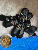 Lady, a female Yorkshire Terrier for sale in Lake Geneva, WI – 7 of 7