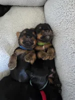 Gus, a male Yorkshire Terrier for sale in Lake Geneva, WI – 6 of 6