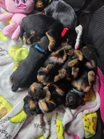 Lola, a female Yorkshire Terrier for sale in Lake Geneva, WI – 8 of 8
