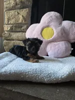 Evie , a female Yorkshire Terrier for sale in Lake Geneva, WI – 3 of 7