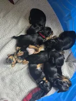 Evie , a female Yorkshire Terrier for sale in Lake Geneva, WI – 6 of 7