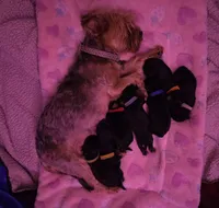 Evie , a female Yorkshire Terrier for sale in Lake Geneva, WI – 7 of 7