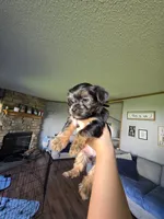 Lola, a female Yorkshire Terrier for sale in Lake Geneva, WI – 6 of 8