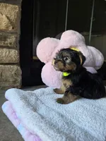 Gus, a male Yorkshire Terrier for sale in Lake Geneva, WI – 3 of 6