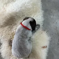 Mr. Red, a male German Shorthaired Pointer for sale in Fulton, MO – Photo 1 of 4