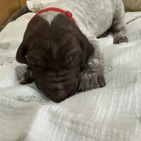 Mr. Red, a male German Shorthaired Pointer for sale in Fulton, MO – Photo 3 of 4