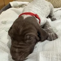 Mr. Red, a male German Shorthaired Pointer for sale in Fulton, MO – Photo 2 of 4