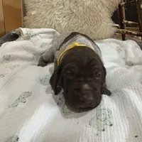 Mustard, a male German Shorthaired Pointer for sale in Fulton, MO – Photo 1 of 3