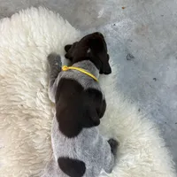 Mustard, a male German Shorthaired Pointer for sale in Fulton, MO – Photo 2 of 3