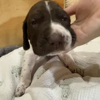 Peanut (Orange), a male German Shorthaired Pointer for sale in Fulton, MO – Photo 2 of 3