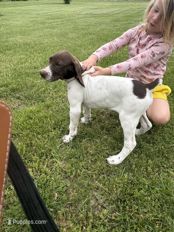 Peanut (Orange) – German Shorthaired Pointer puppy for sale in Fulton, MO