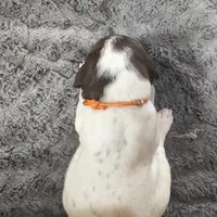 Peanut (Orange), a male German Shorthaired Pointer for sale in Fulton, MO – Photo 1 of 3