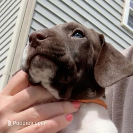 Peanut (Orange), a male German Shorthaired Pointer for sale in Fulton, MO – Photo 1 of 4