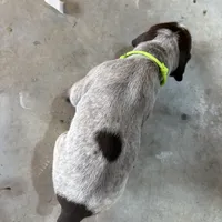 Dipstick (green), a male German Shorthaired Pointer for sale in Fulton, MO – Photo 1 of 3