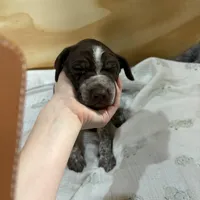 Dipstick (green), a male German Shorthaired Pointer for sale in Fulton, MO – Photo 3 of 3