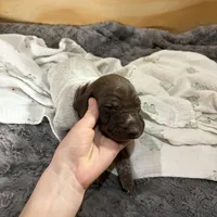 Bear, a male German Shorthaired Pointer for sale in Fulton, MO – Photo 1 of 3