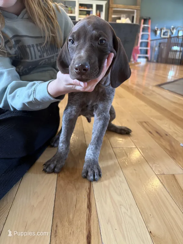 Bear – German Shorthaired Pointer puppy for sale in Fulton, MO