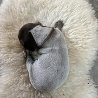 Bear, a male German Shorthaired Pointer for sale in Fulton, MO – Photo 2 of 3