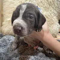 Mr. Blue, a male German Shorthaired Pointer for sale in Fulton, MO – Photo 1 of 3