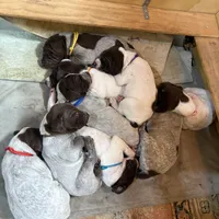 Mr. Blue, a male German Shorthaired Pointer for sale in Fulton, MO – Photo 2 of 3