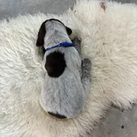 Mr. Blue, a male German Shorthaired Pointer for sale in Fulton, MO – Photo 3 of 3