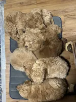 processed/69acf375-7445-42fd-9f7f-c06499cb6a49/facility/f5c56a55-265d-4bcf-b40a-ef8b3c9d5024