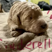 Cinderella, a female Goldendoodle for sale in Randleman, NC – Photo 8 of 10