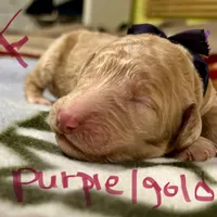 Cinderella, a female Goldendoodle for sale in Randleman, NC – Photo 7 of 10