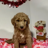 Cinderella, a female Goldendoodle for sale in Randleman, NC – Photo 5 of 10