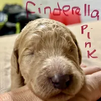Cinderella, a female Goldendoodle for sale in Randleman, NC – Photo 9 of 10