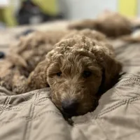 Cinderella, a female Goldendoodle for sale in Randleman, NC – Photo 4 of 10