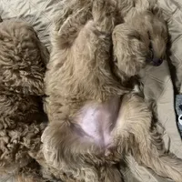 Cinderella, a female Goldendoodle for sale in Randleman, NC – Photo 2 of 10