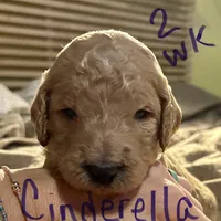 Cinderella, a female Goldendoodle for sale in Randleman, NC – Photo 6 of 10