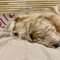 Cinderella, a female Goldendoodle for sale in Randleman, NC – Photo 10 of 10