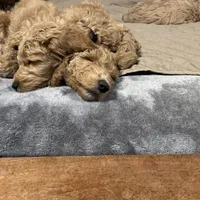 Cinderella, a female Goldendoodle for sale in Randleman, NC – Photo 3 of 10