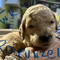 Rapunzel, a female Goldendoodle for sale in Randleman, NC – Photo 6 of 7