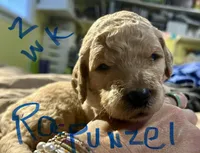 Rapunzel, a female Goldendoodle for sale in Randleman, NC – Photo 6 of 7