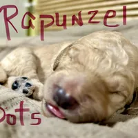 Rapunzel, a female Goldendoodle for sale in Randleman, NC – Photo 2 of 7