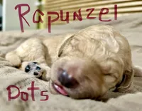 Rapunzel, a female Goldendoodle for sale in Randleman, NC – Photo 2 of 7