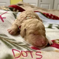 Rapunzel, a female Goldendoodle for sale in Randleman, NC – Photo 4 of 7