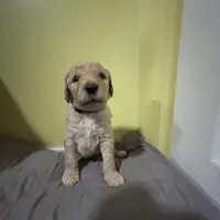 Rapunzel, a female Goldendoodle for sale in Randleman, NC – Photo 5 of 7