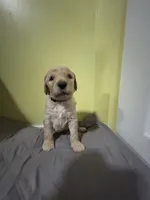 Rapunzel, a female Goldendoodle for sale in Randleman, NC – Photo 5 of 7