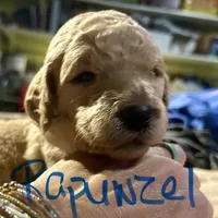 Rapunzel, a female Goldendoodle for sale in Randleman, NC – Photo 3 of 7