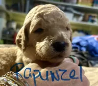 Rapunzel, a female Goldendoodle for sale in Randleman, NC – Photo 3 of 7
